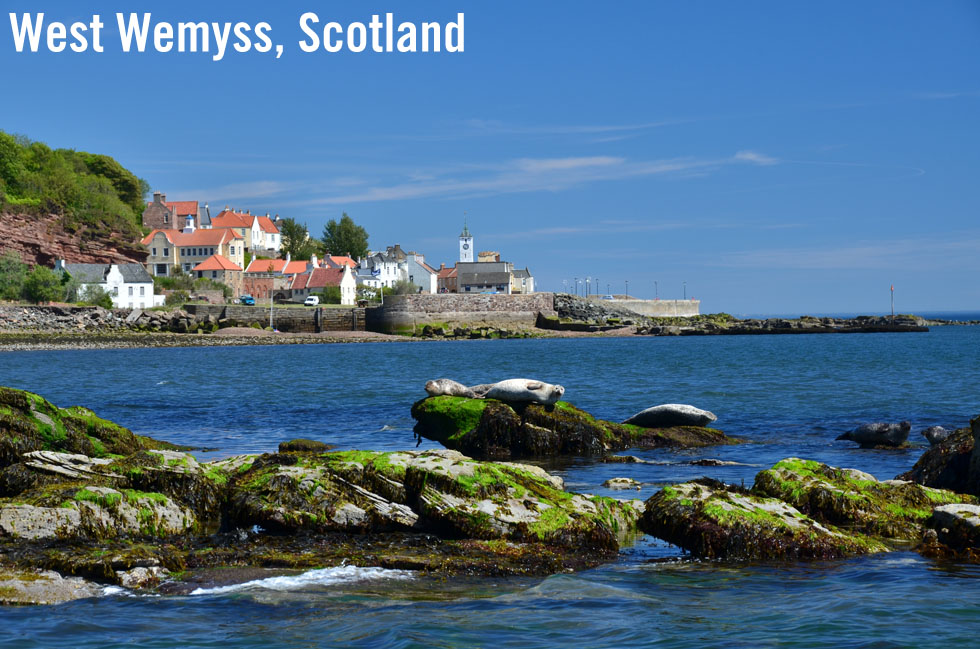 Seals basking on rocks at West Wemyss Scotland
